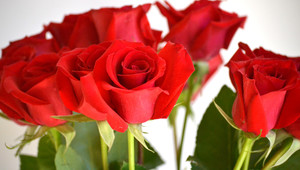 roses