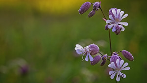 été