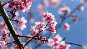 lente
