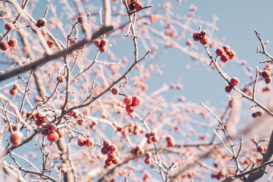 Winter