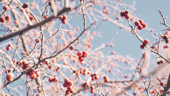 Winter